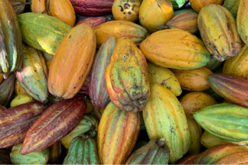 カカオ　脂肪燃焼　ポリフェール